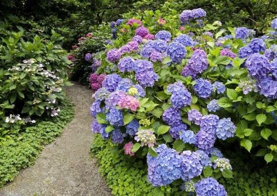 繡球花幾月扦插，二月萌芽扦插最佳