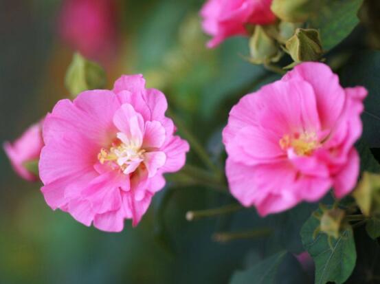 大巖桐與芙蓉的區(qū)別，解析最直觀三種分辨方法