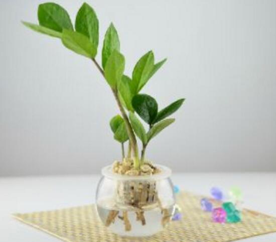 金錢樹可以水培嗎，金錢樹水培方法和注意事項