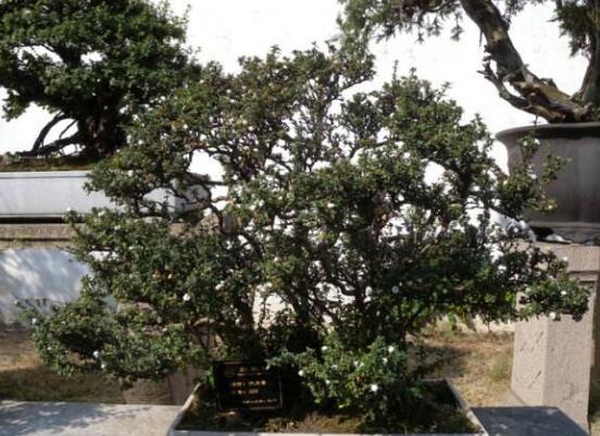 六月雪花怎么施肥，六月雪花施肥方法