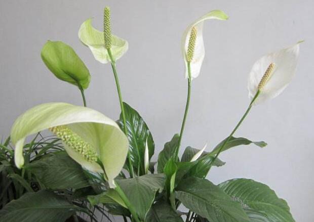 水培一帆風順的養(yǎng)殖方法，水質的要求最重要