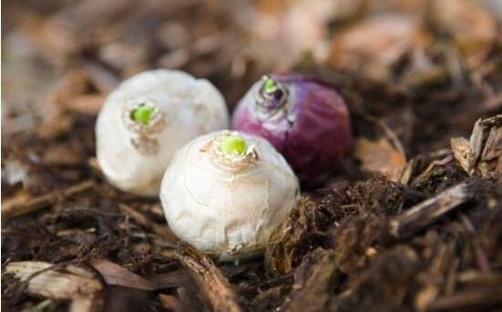 風(fēng)信子怎么種，老農(nóng)總結(jié)最簡單有效五個步驟