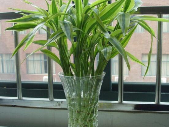 水養(yǎng)富貴竹怎么養(yǎng)才長得好，做好這五大要點生長得青翠欲滴