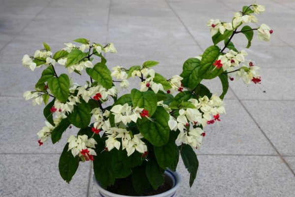 龍吐珠的葉子變黃脫落，4種原因以及相應(yīng)的解決方法