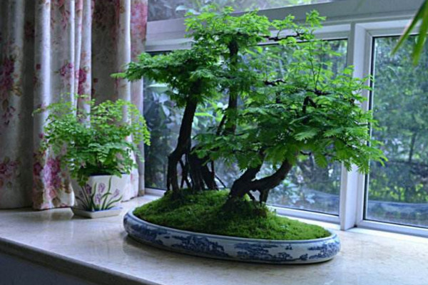 水杉怎么養(yǎng)，保證光照充足并控制好環(huán)境溫度