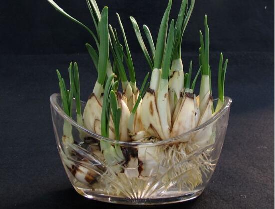 水培水仙花的養(yǎng)殖方法，五個(gè)簡(jiǎn)單小步驟可養(yǎng)好