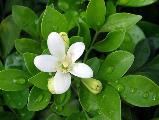 九里香葉子為什么發(fā)黃，九里香葉子發(fā)黃怎么辦