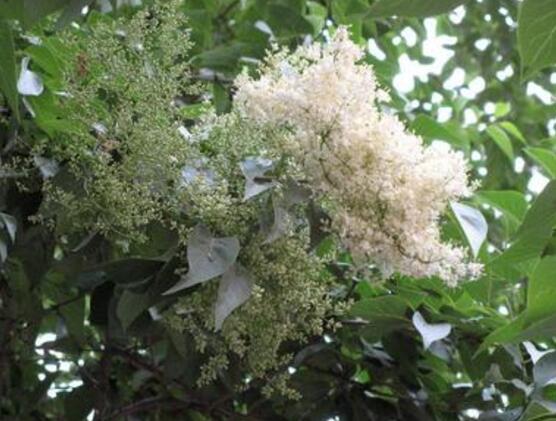 六月雪的功效與作用，細(xì)數(shù)六月雪七大功效與作用