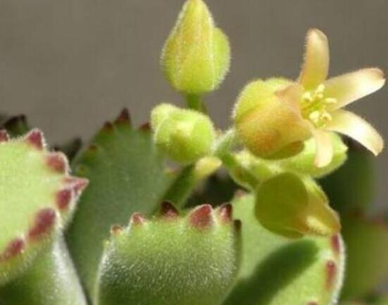 熊童子多久開花，每年7-9月間含苞盛放(夏末秋初)