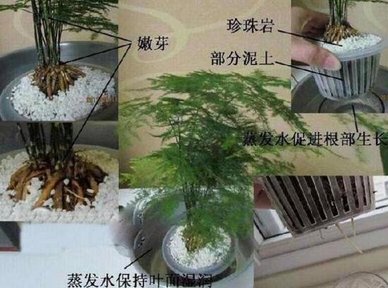 文竹可以水培嗎，文竹水培方法及步驟