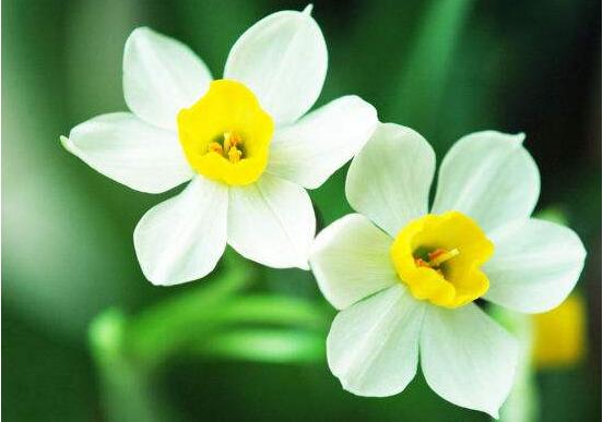 水仙花怎么養(yǎng)，水仙花養(yǎng)殖方法