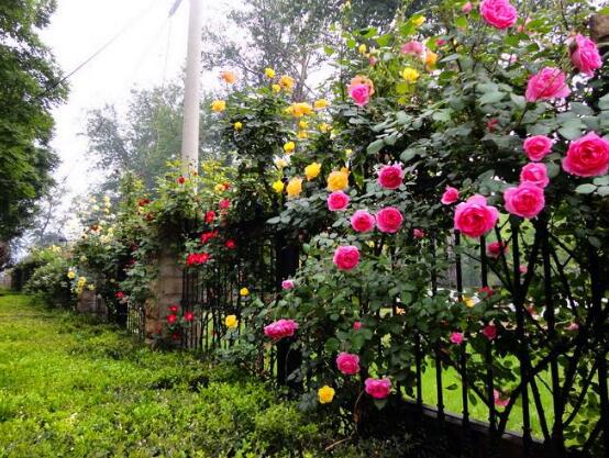 藤本月季的主要價(jià)值，美化環(huán)境、凈化空氣