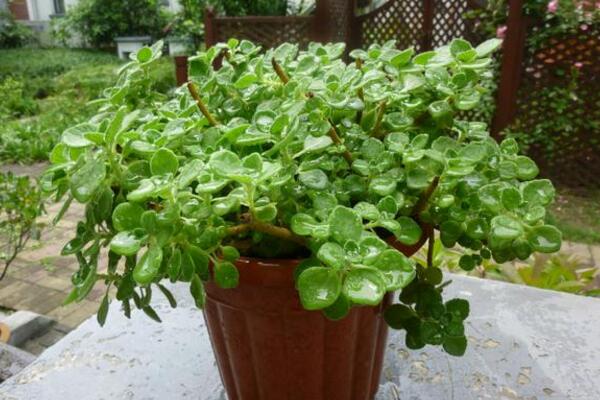 碰碰香放臥室有害嗎，對少部分過敏人群帶來不適