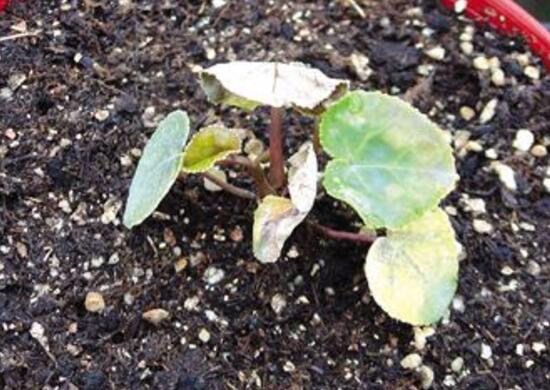 仙客來可以扦插嗎，仙客來的繁殖方法