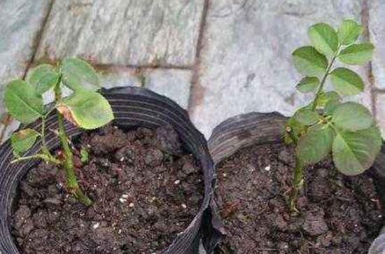 月季什么時候扦插最好，月季花的扦插方法