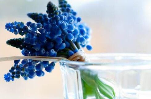 葡萄風(fēng)信子的養(yǎng)殖方法，6種方法教你養(yǎng)好葡萄風(fēng)信子