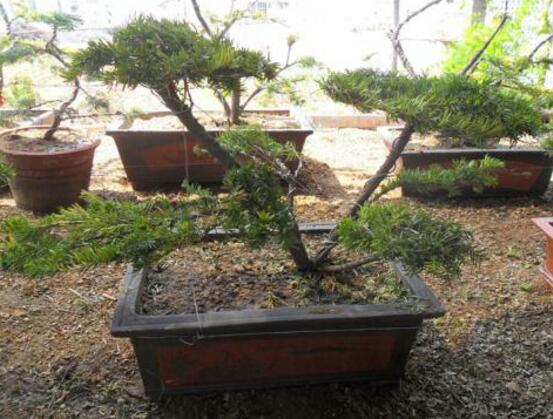 紅豆杉盆景怎么修剪，遵循兩點(diǎn)原則掌握六點(diǎn)方法