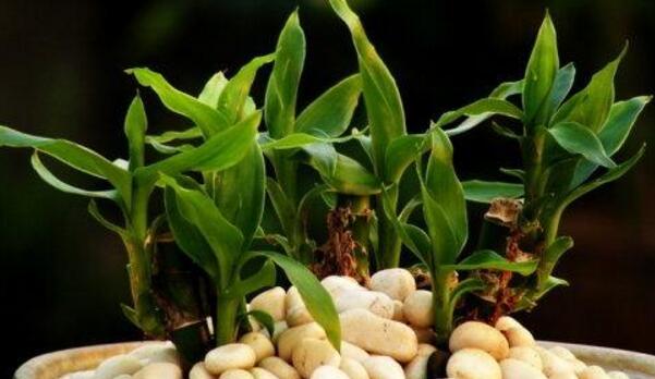 富貴竹怎么種植，富貴竹的養(yǎng)殖方法和注意事項(xiàng)