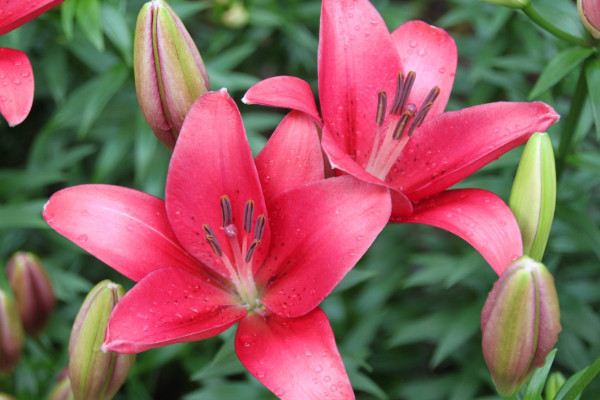 送玫瑰和百合什么意思，表達(dá)愛情/祝福/真心/友情等