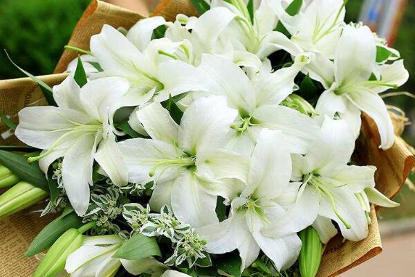 百合花怎么養(yǎng)殖,百合花的四大養(yǎng)殖技巧