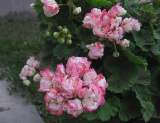 蘋果天竺葵的養(yǎng)殖方法，老農(nóng)總結(jié)六大最實(shí)用要點(diǎn)