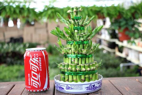 富貴竹怎么水養(yǎng)才旺盛，勤換水并保持養(yǎng)分充足