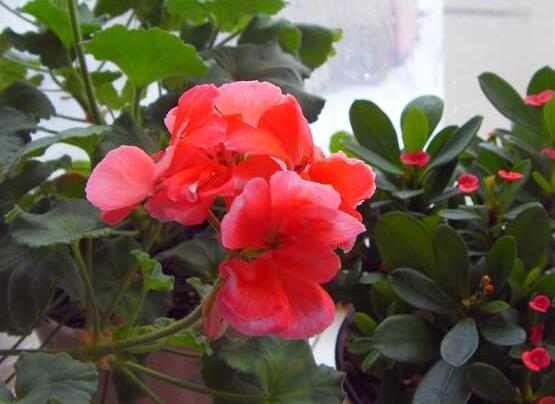 天竺葵適合放室內(nèi)養(yǎng)嗎，導(dǎo)致皮膚過敏、頭暈、胸悶(不建議)