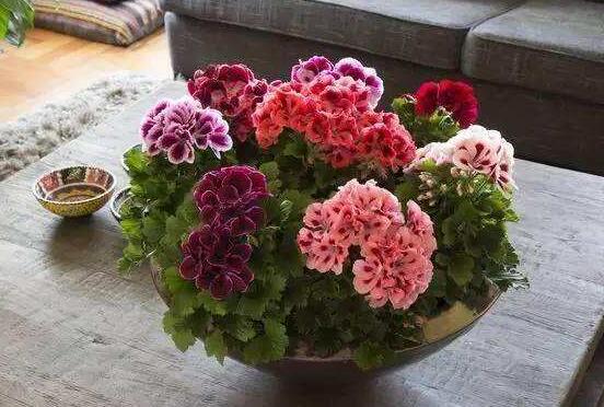 天竺葵有毒嗎，天竺葵可以放在臥室養(yǎng)嗎