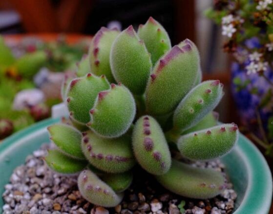 熊童子有毒嗎，無毒/驅(qū)除蚊蟲、美化環(huán)境