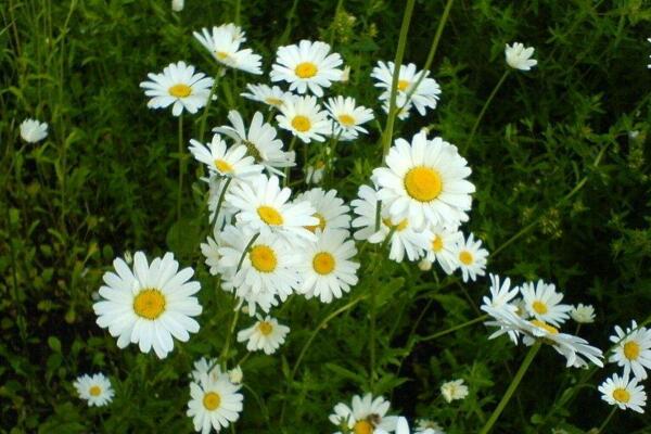 雛菊開花后怎么處理，及時(shí)修剪并做好遮陰處理