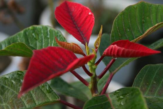 一品紅怎么修剪，一品紅修剪方法