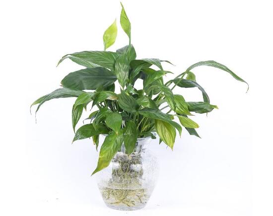 一帆風順可以水培嗎，一帆風順水培養(yǎng)殖方法