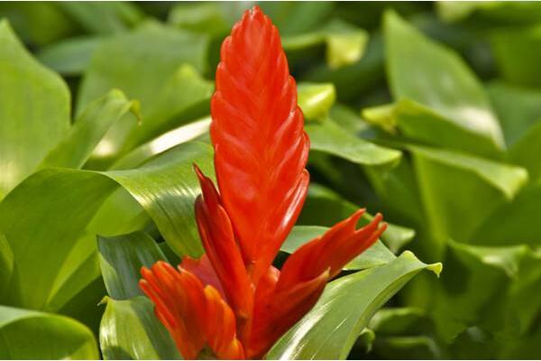 鴻運(yùn)當(dāng)頭花發(fā)黑怎么辦，分根種植可再次開花