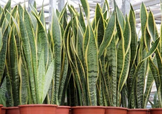 虎皮蘭怎么分株繁殖，切割葉叢/保留葉片、根莖狀、吸芽