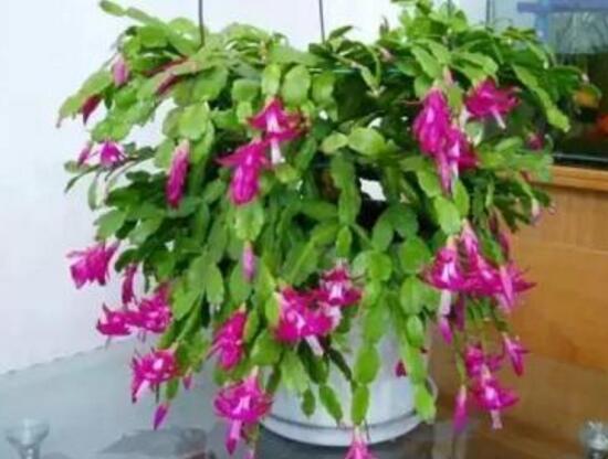 蟹爪蘭春天會開花嗎，蟹爪蘭春天怎么養(yǎng)