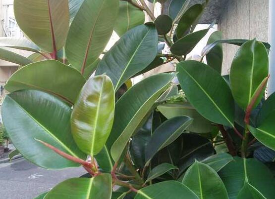 橡皮樹(shù)常見(jiàn)品種，盤點(diǎn)最好看的五大種類