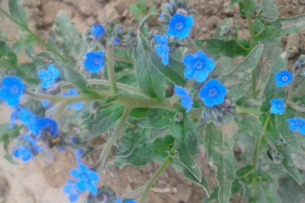 倒提壺怎么養(yǎng)，做好以下4點是關(guān)鍵