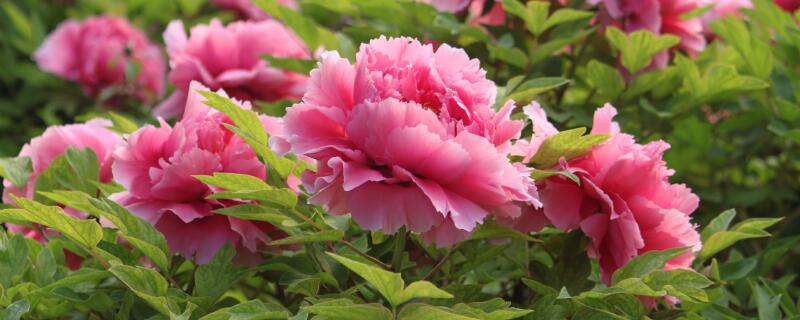 菏澤的牡丹花開(kāi)放時(shí)間