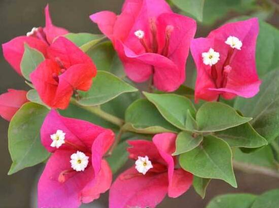 三角梅怎么養(yǎng)，三角梅的養(yǎng)殖方法