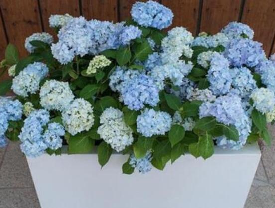 繡球花扦插方法圖解，老農(nóng)教你三點基本步驟