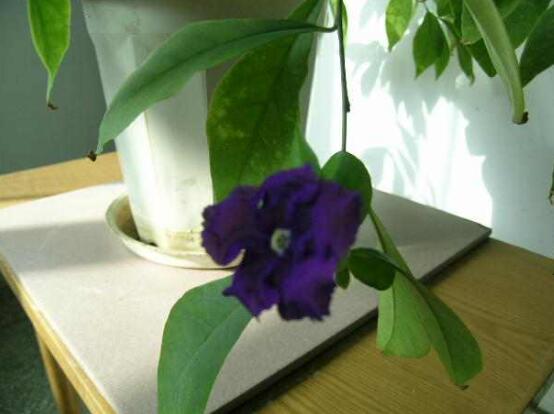 番茉莉怎么養(yǎng)，八大方法教你養(yǎng)得郁郁蔥蔥