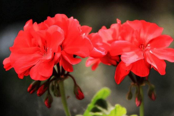 石臘紅怎么養(yǎng)，5步教你養(yǎng)好石臘紅