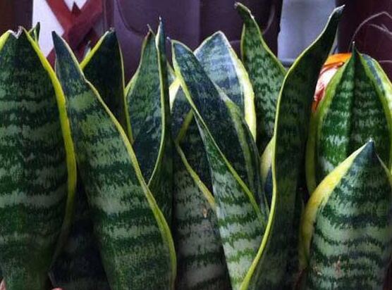 虎皮蘭的病害及防治，虎皮蘭五大病害及防治方法