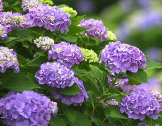 繡球花花期多久，花開花謝持續(xù)25天(6-8月開花)