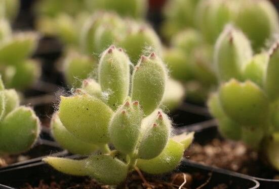 熊童子葉斑病怎么辦，及時(shí)摘除病葉、噴灑藥物治療