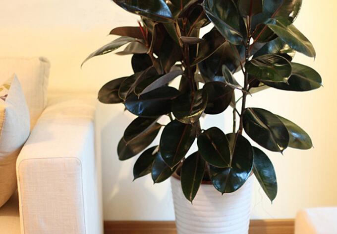 橡皮樹(shù)怎么摘心，手把手教你橡皮樹(shù)的摘心方法