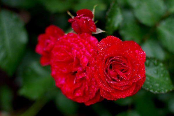 玫瑰怎么種植方法，種粒先催芽后再移栽上盆