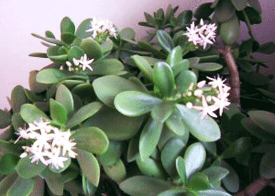 玉樹會開花嗎，玉樹開花的寓意是什么