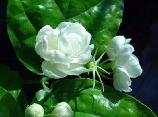 茉莉花什么時(shí)候修剪整枝最好，春秋生長(zhǎng)期、春季前休眠期修剪最好