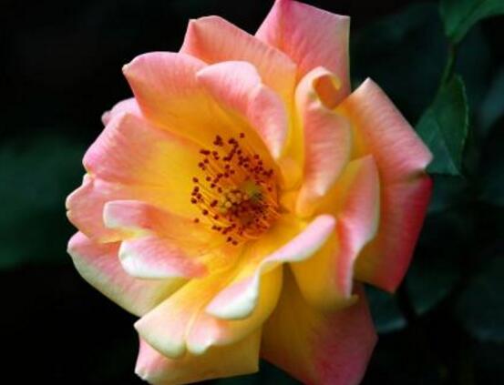 薔薇花有毒嗎，薔薇花可以種植在室內(nèi)嗎